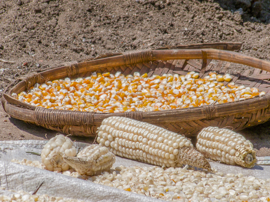 Agriculture, Nutrition And Livelihoods